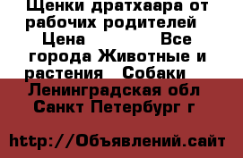 Щенки дратхаара от рабочих родителей › Цена ­ 22 000 - Все города Животные и растения » Собаки   . Ленинградская обл.,Санкт-Петербург г.